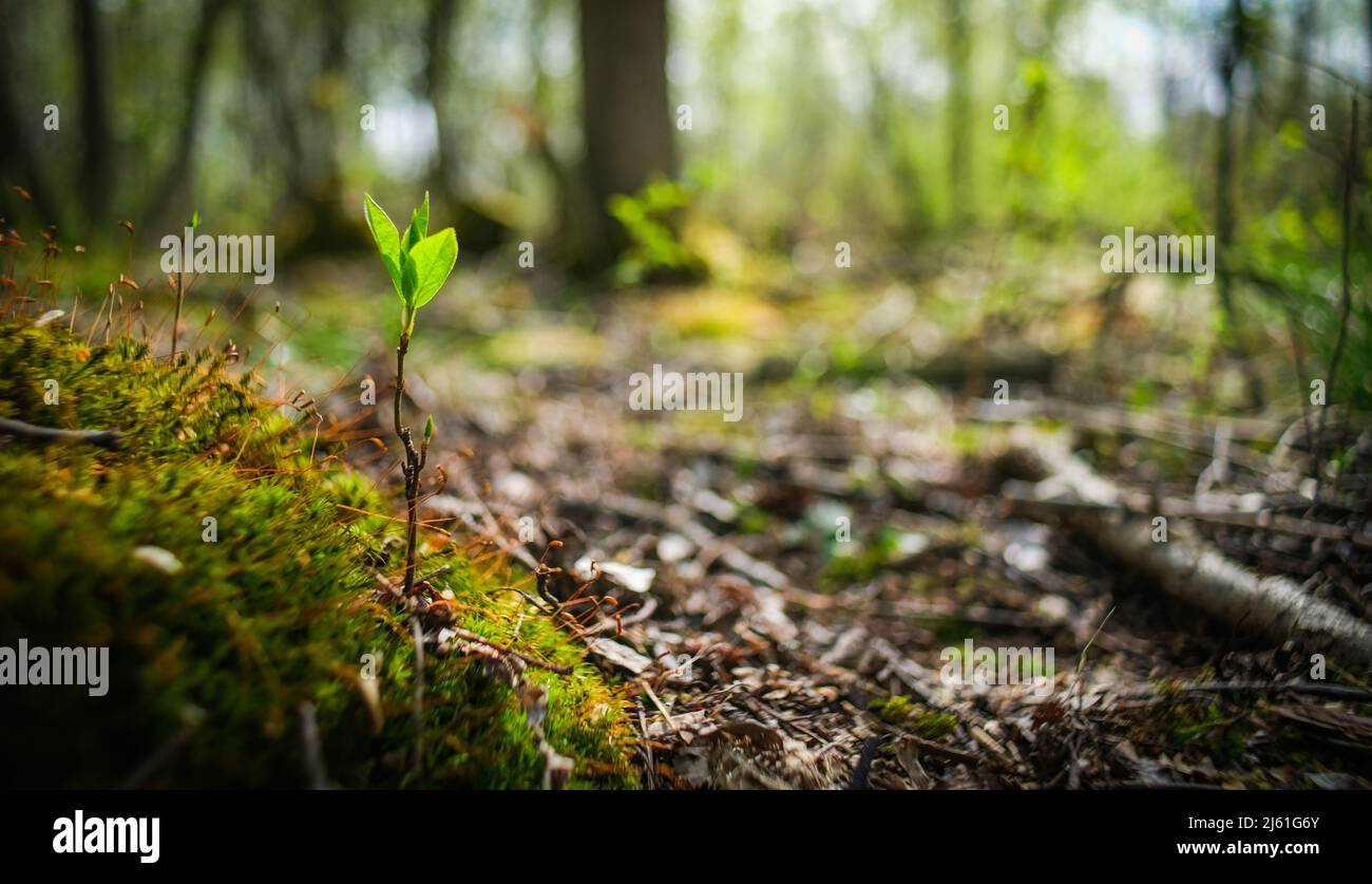 Moss close-up. Macro vegetation in the forest.  Stock Photo