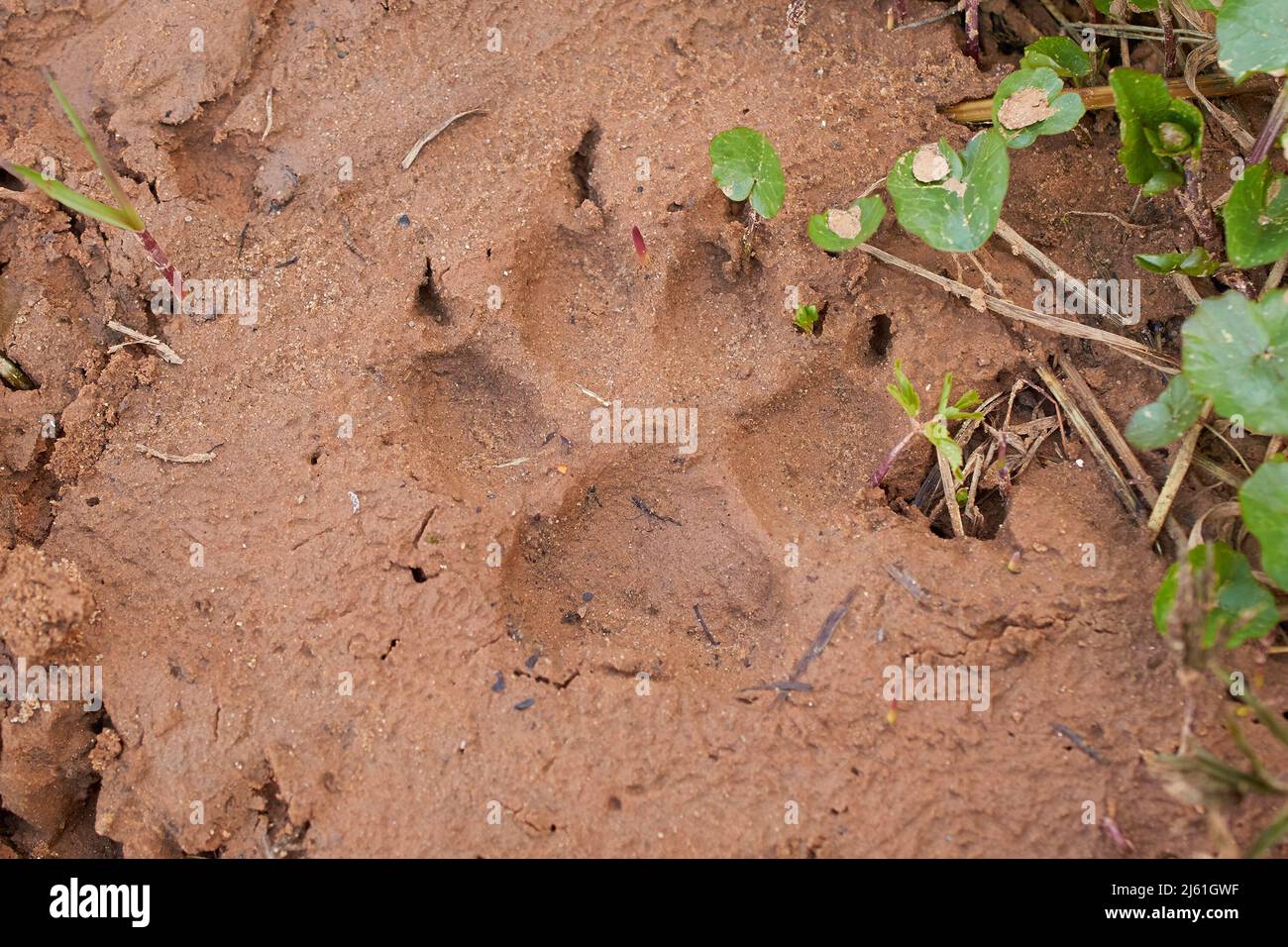 A dog's paw print imprinted on clay soil Stock Photo Alamy