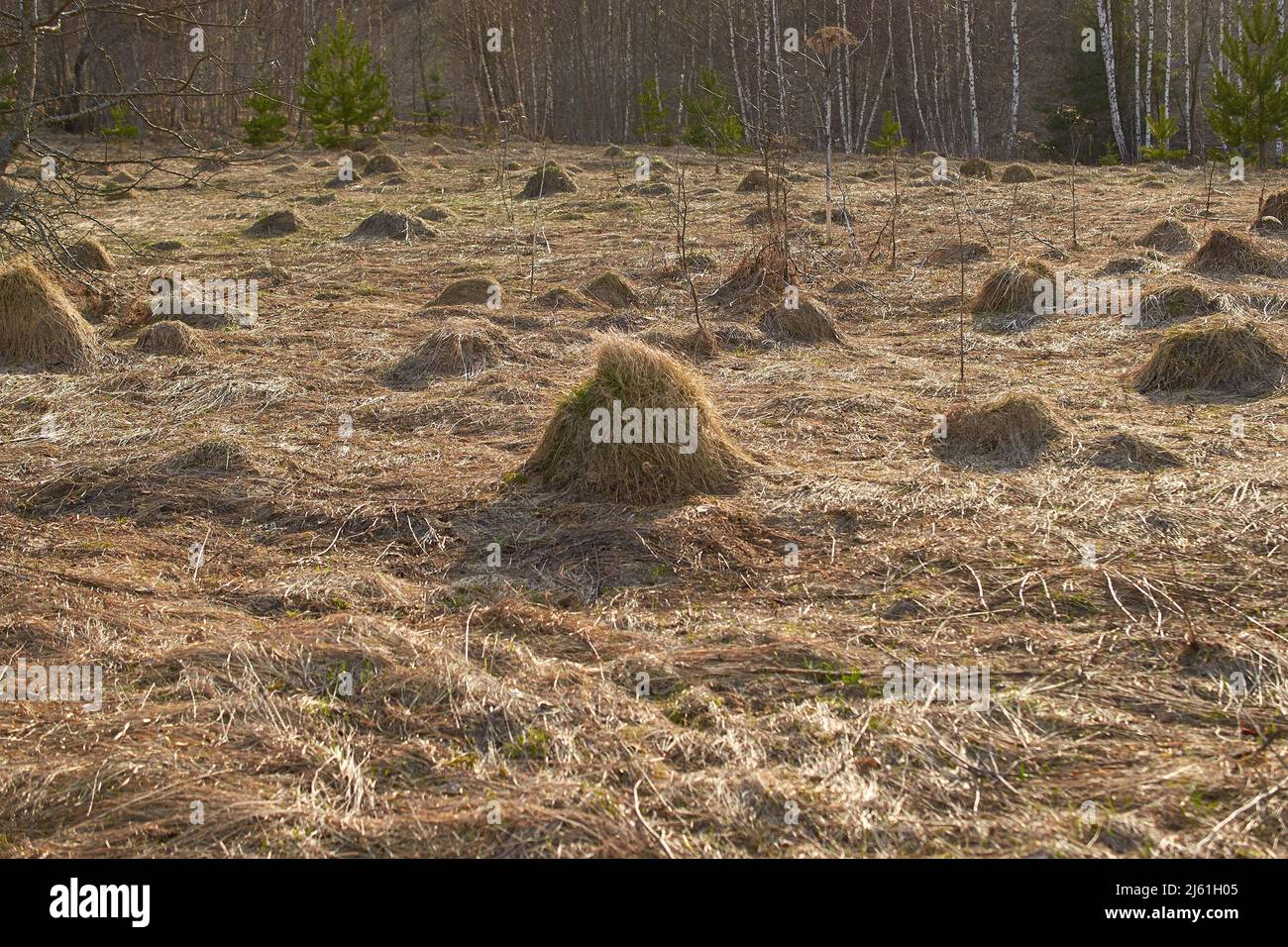 A mole field with mounds covered with last year's dry grass Stock Photo