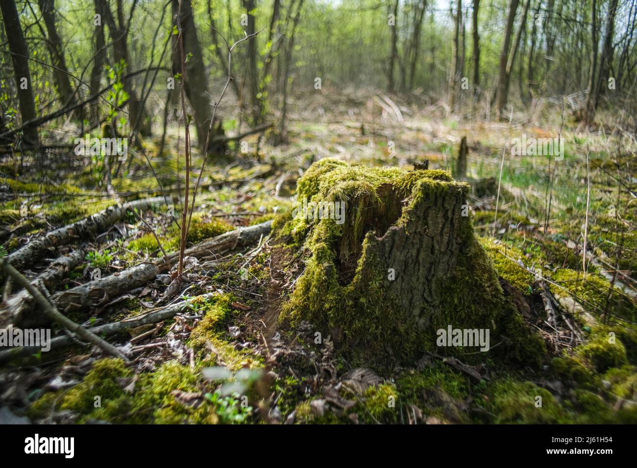 Stump with moss in the forest. Moss close-up Stock Photo - Alamy