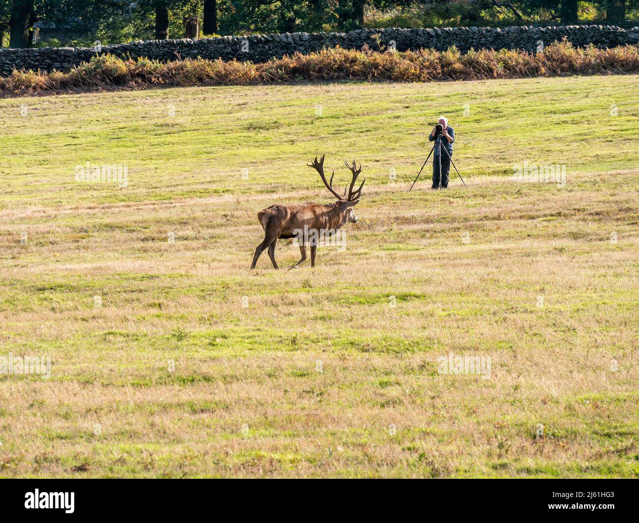 Wildlife photographer with tripod photographing a Red Deer stag in Bradgate Park, Leicestershire, England UK Stock Photo
