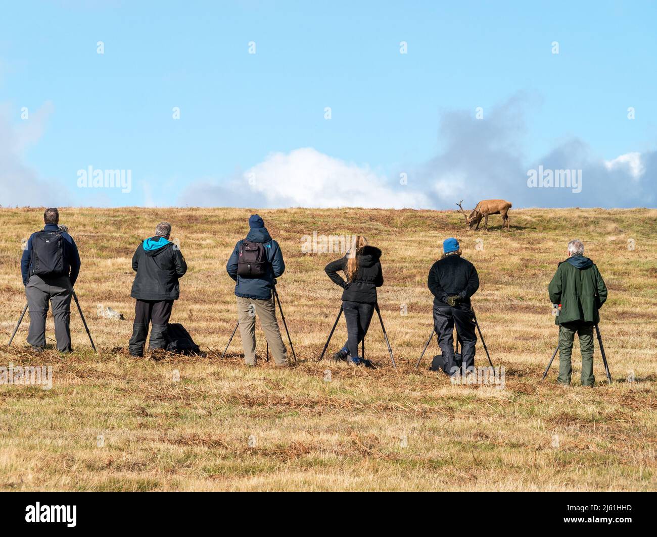 Wildlife photographers with tripods photographing Red Deer stag in Bradgate Park, Leicestershire, England UK Stock Photo