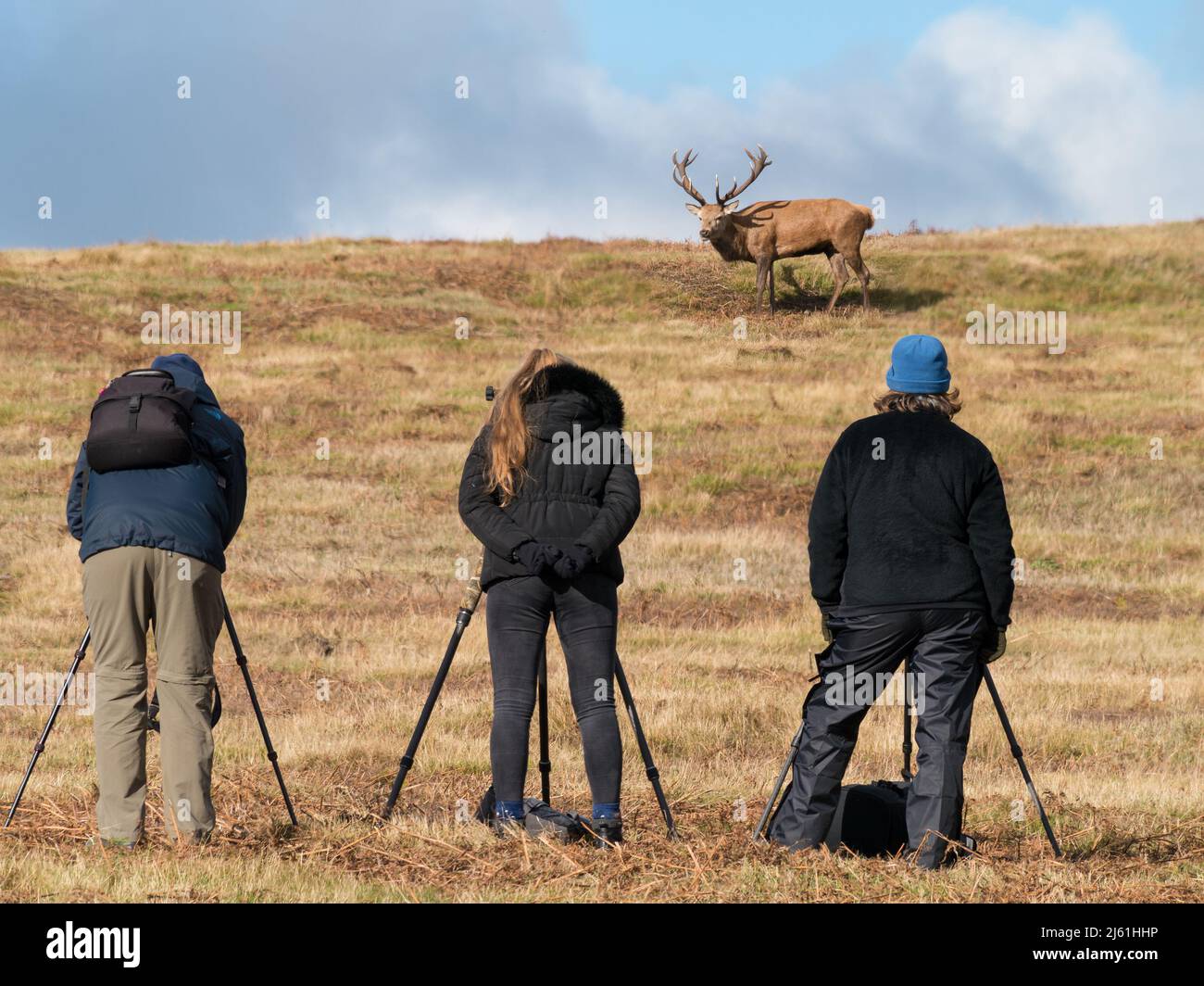 Wildlife photographers with tripods photographing Red Deer stag in Bradgate Park, Leicestershire, England. (MONTAGE - DEER AND PHOTOGRAPHERS IN FOCUS) Stock Photo