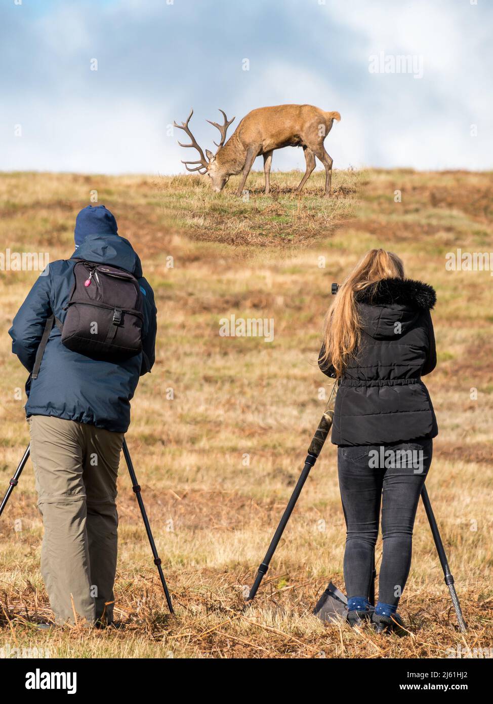 Photographing wildlife hi-res stock photography and images - Alamy