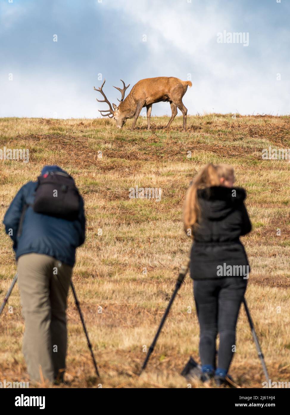 Wildlife photographers with tripods photographing Red Deer stag in Bradgate Park, Leicestershire, England UK (SELECTIVE FOCUS ON DEER) Stock Photo
