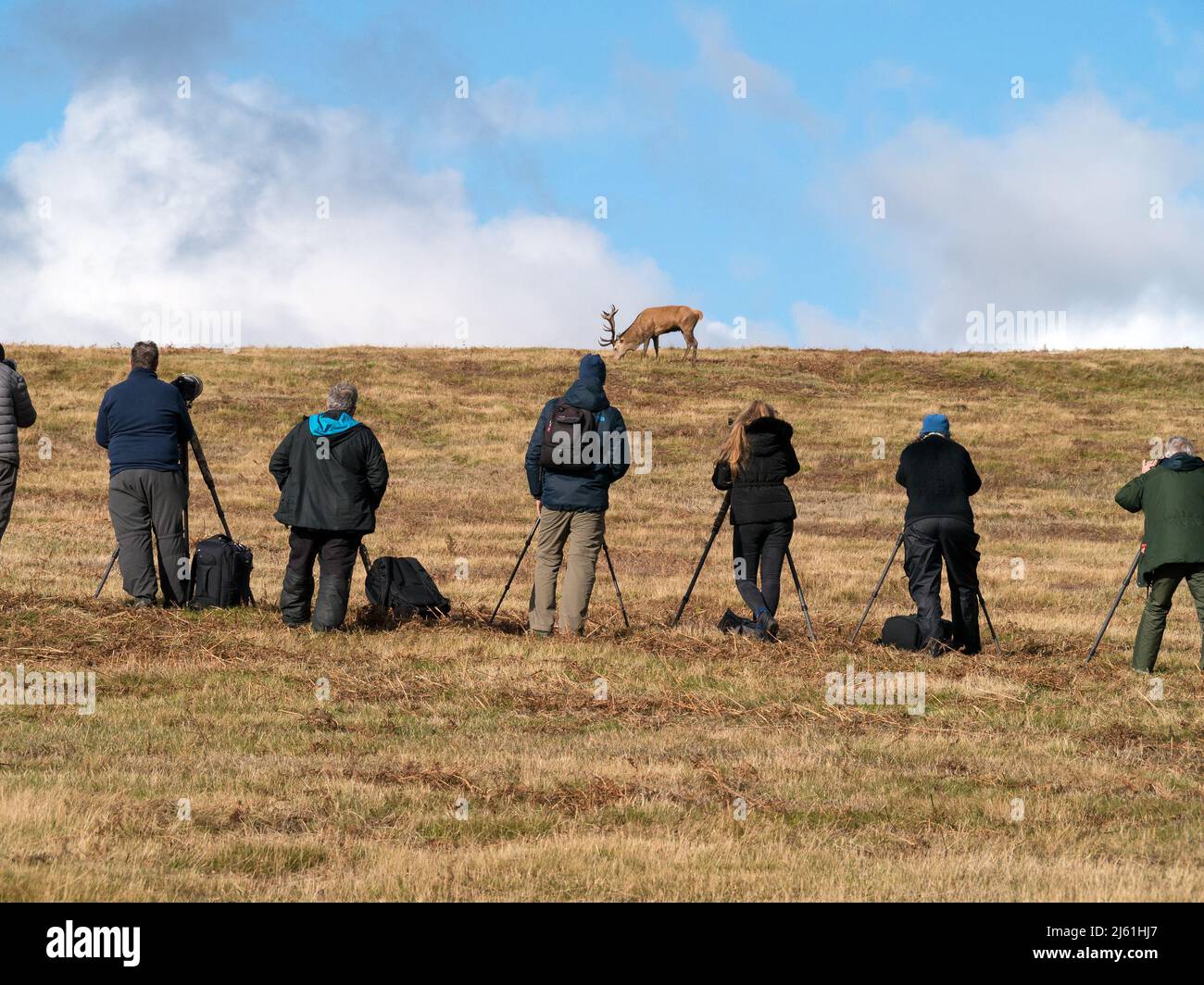 A row of wildlife photographers with tripods photographing Red Deer stag in Bradgate Park, Leicestershire, England UK Stock Photo