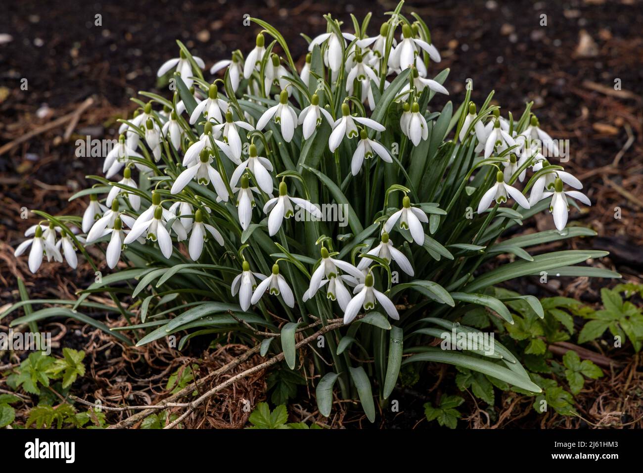 A compacted group of snowdrops in full bloom Stock Photo