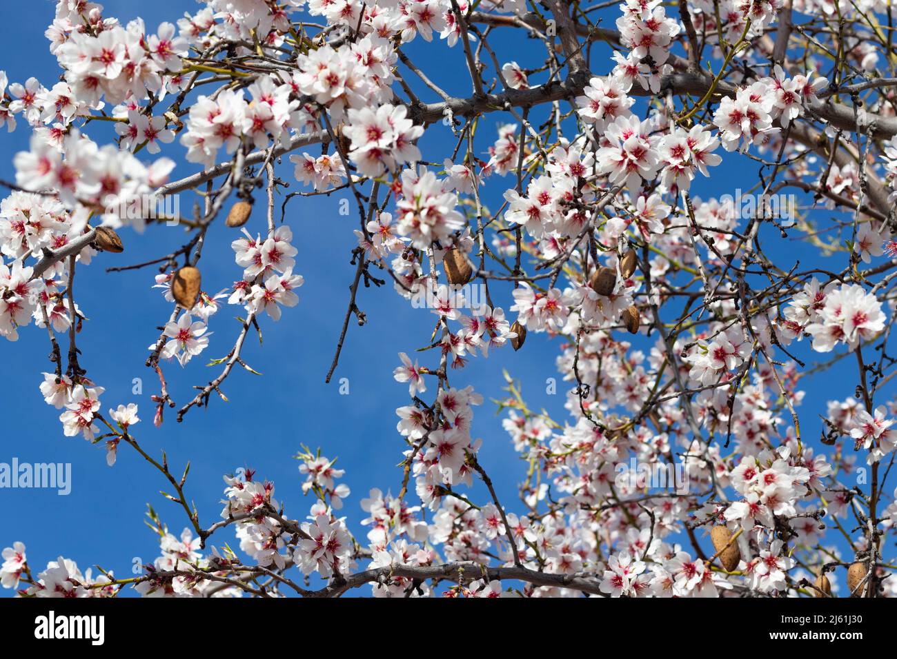 Almonds with shell hanging from almond tree in bloom with white and ...