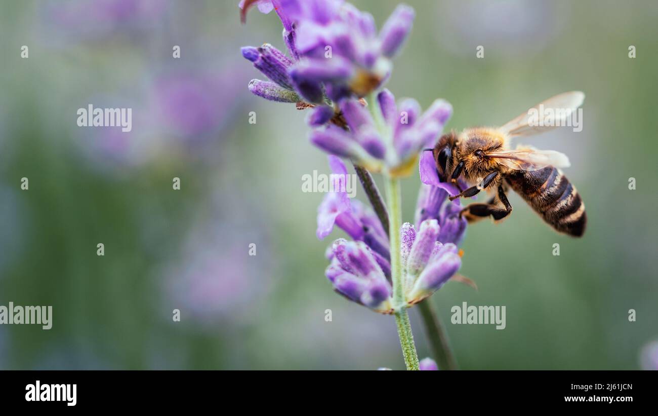 Honey bee pollinating lavender flowers. Plant decay with insects ...