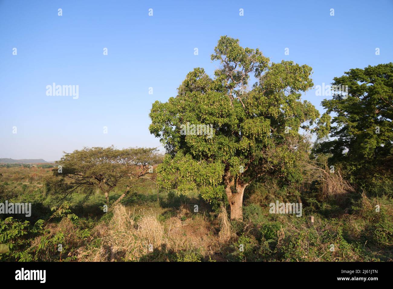 Mango tree in the Valley de los Ingenios, Cuba Stock Photo Alamy