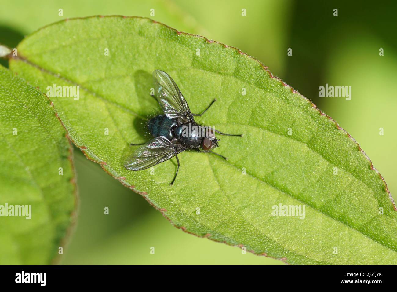 Close up blow fly Bellardia of the family blow flies, Calliphoridae on a leaf. Dutch garden. Spring, April,  Netherlands Stock Photo