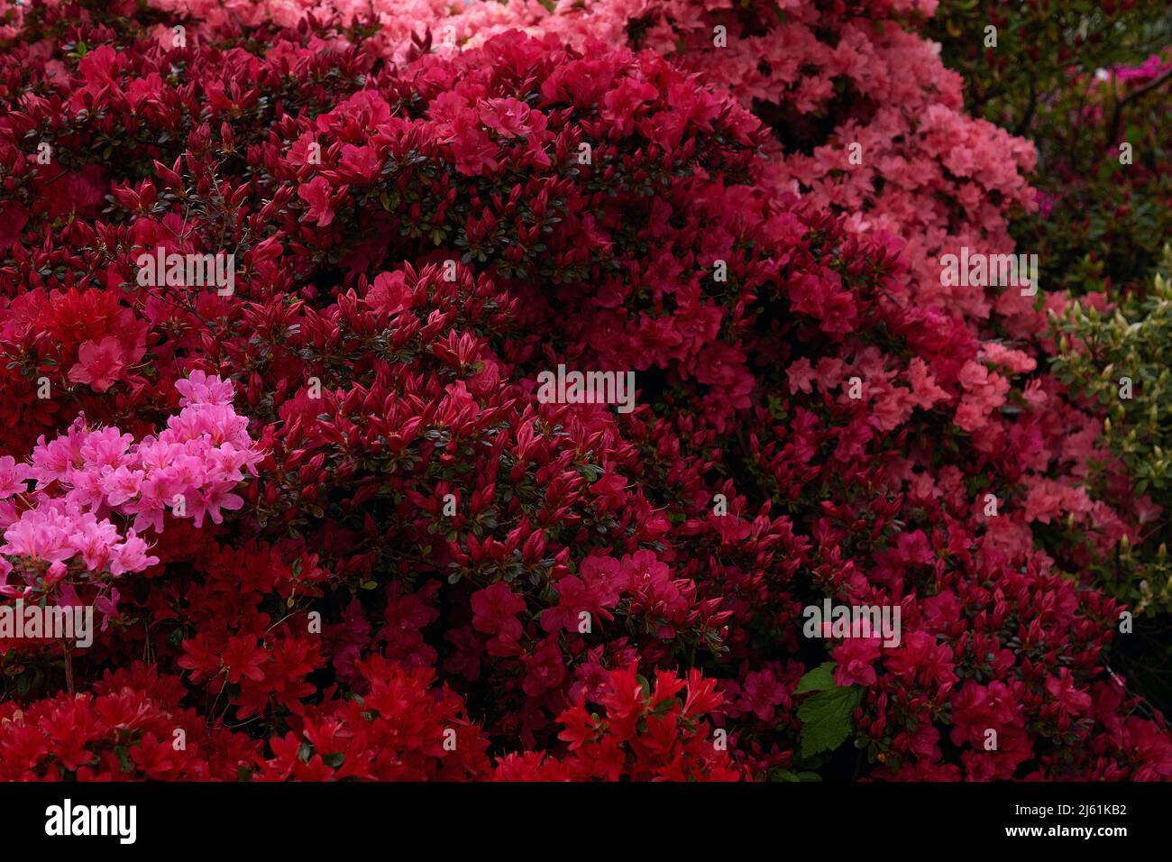 Red and pink flowers of evergreen garden shrubs azaleas seen flowering in spring outdoors. Stock Photo