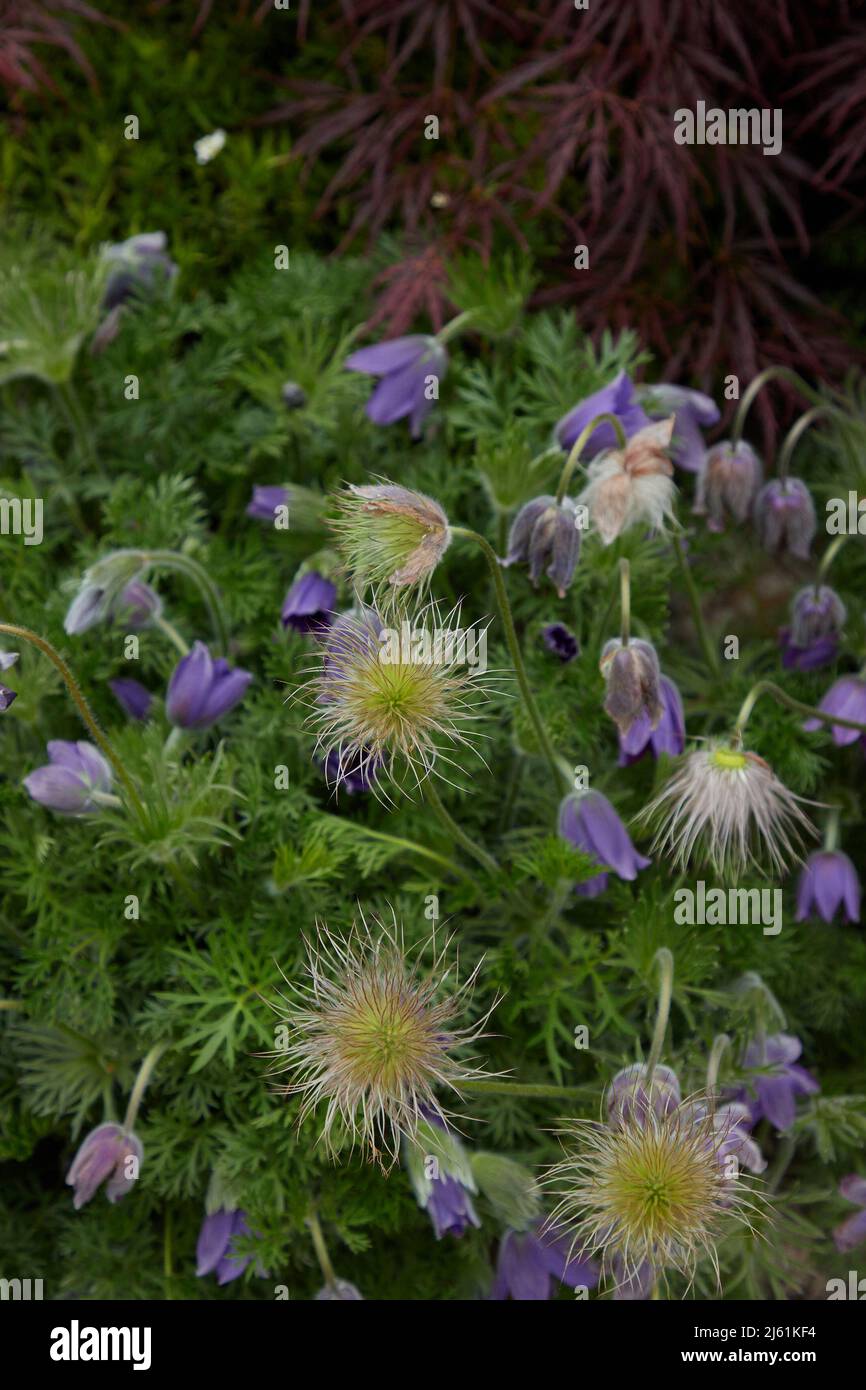 Fluffy silky seedheads and flowers of Pulsatilla vulgaris seen outdoors in springtime. Stock Photo