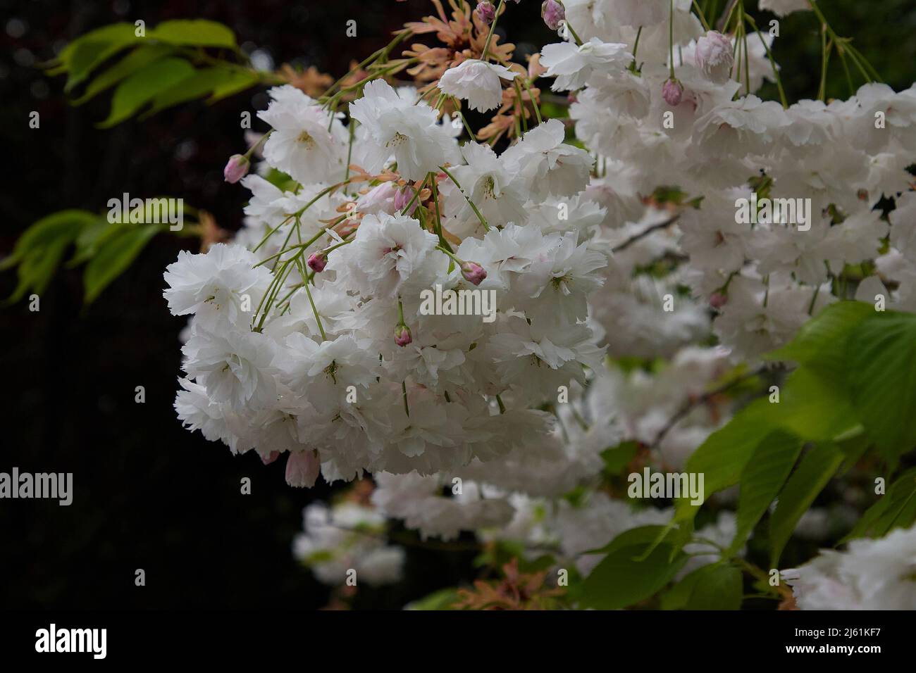 Close up of a white flowering ornamental cherry tree branch seen in spring. Stock Photo