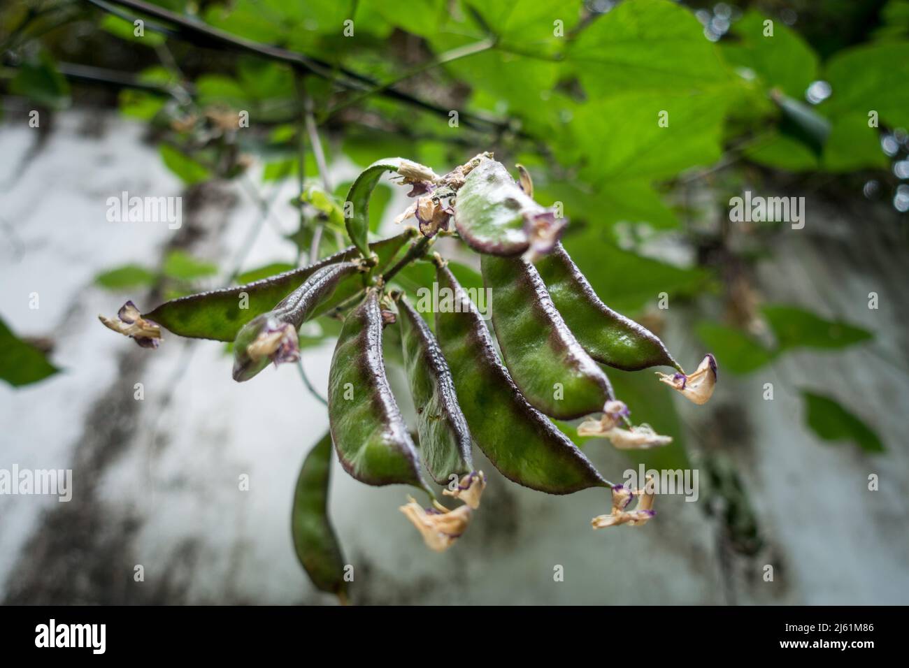 A close up shot of lima bean (Phaseolus lunatus) hanging in bunches in an Indian Garden. A lima bean, also commonly known as the butter bean, sieva be Stock Photo