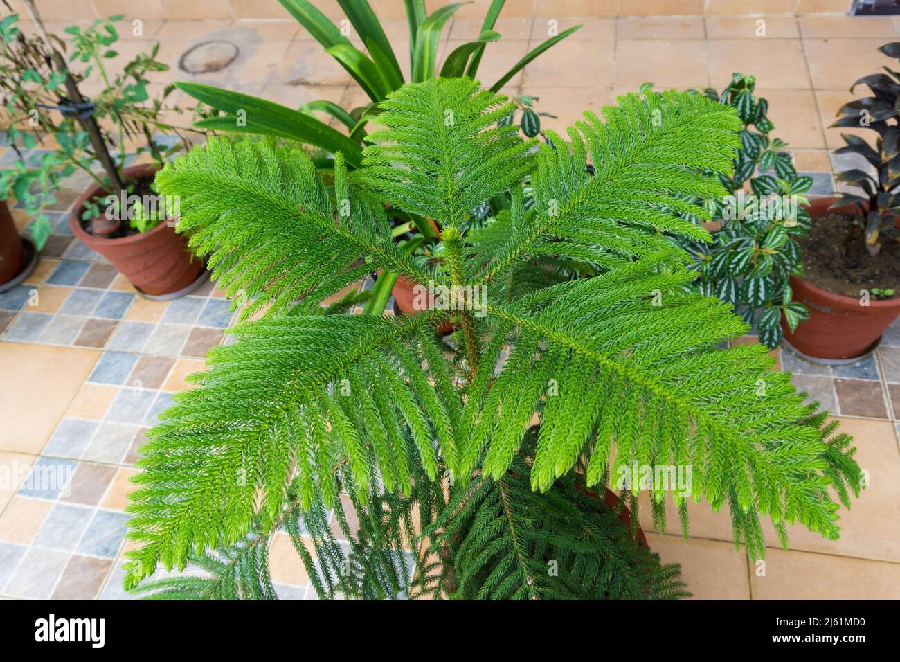 6 snake plant 6" Snake Plant
