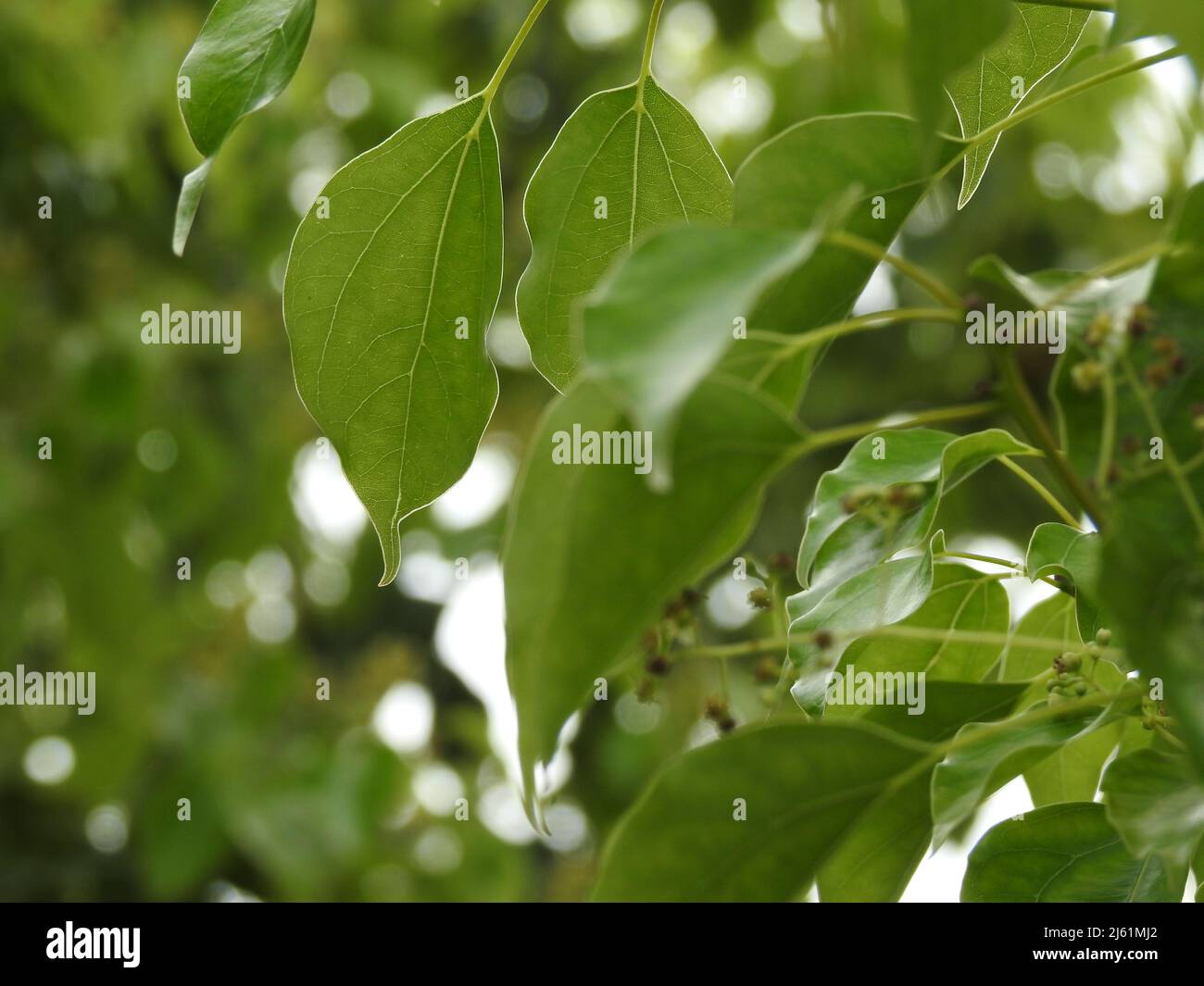 A close up shot of camphor laurel leaves. Cinnamomum camphora is a