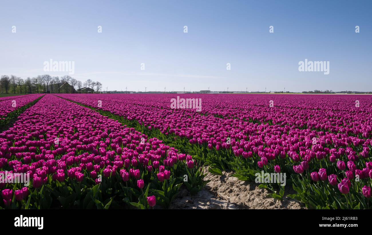 Purple tulip field in the Netherlands Stock Photo - Alamy