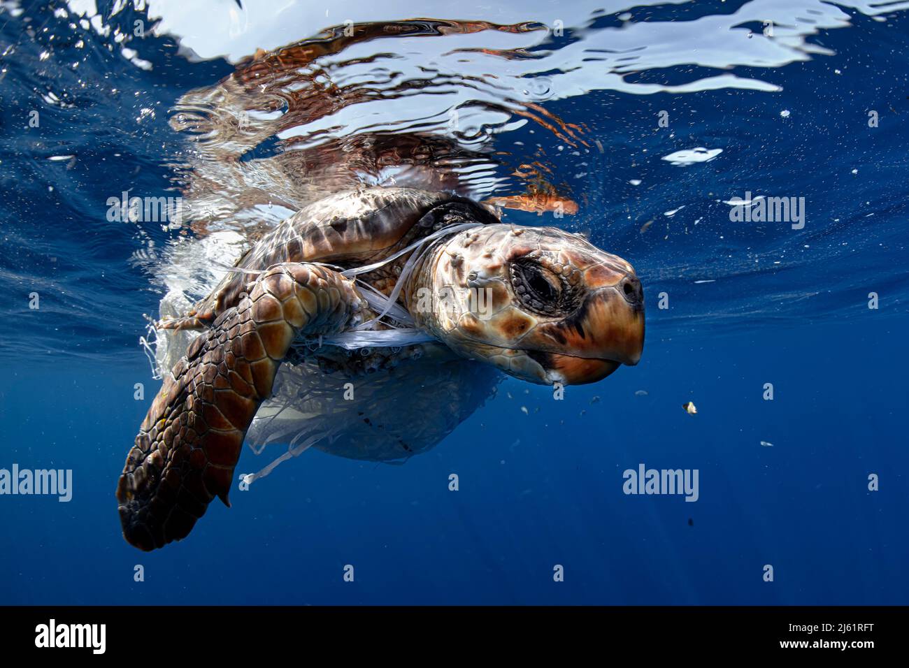Turtle entangled in a plastic bag Stock Photo