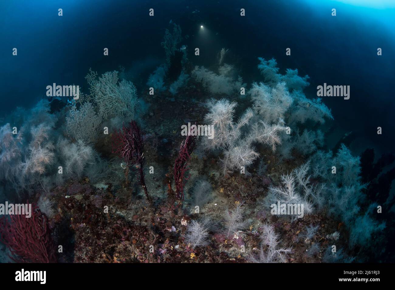 A mythical mediterranean deep diving spot, the Atlantide shoal, characterized by the presence of an immense colony of black coral (Antipathella subpin Stock Photo