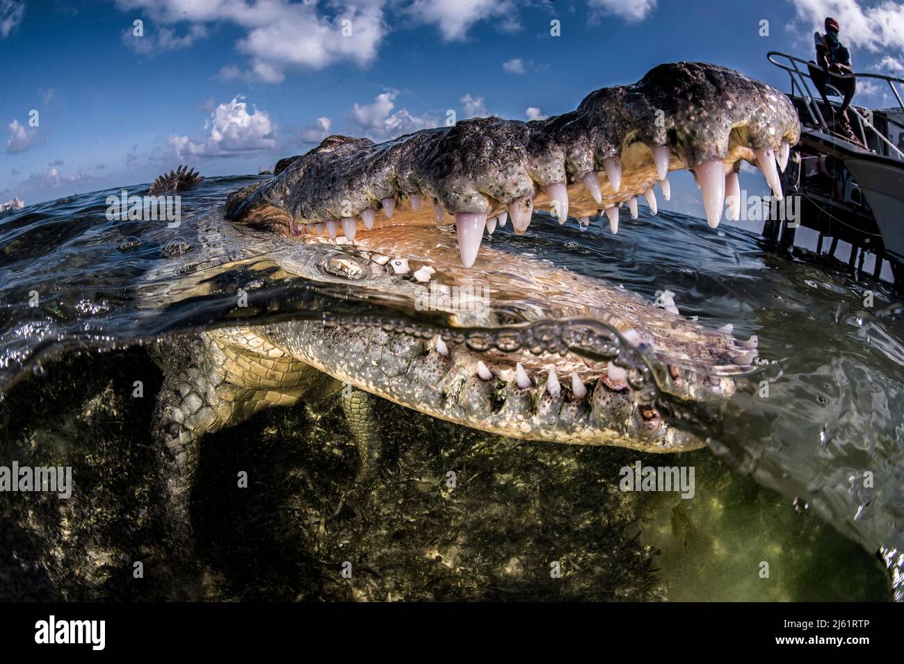 An american crocodile (Crocodylus acutus) in the shallow waters of Banco Chinchorro, a coral reef located off the southeastern coast of the municipali Stock Photo