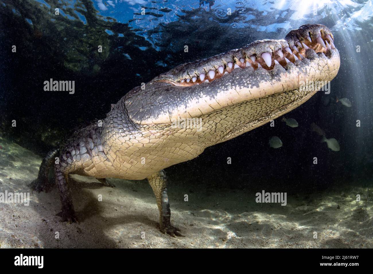 An american crocodile (Crocodylus acutus) in the shallow waters of Banco Chinchorro, a coral reef located off the southeastern coast of the municipali Stock Photo