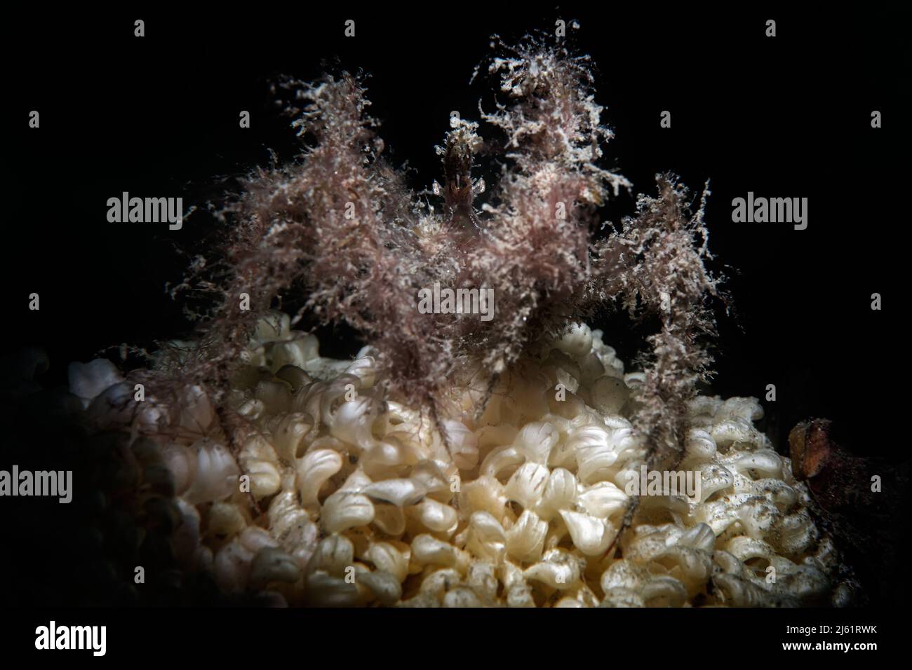 long-legged crab (Macropodia sp., rostrata most probably) on spiny dye-murex sea snail eggs (eggs of Bolinus brandaris) Stock Photo