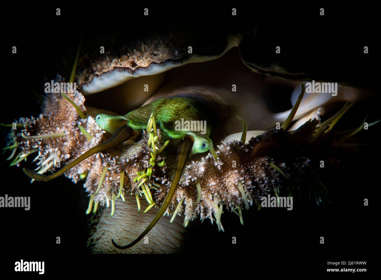 green ormer sea snail (Haliotis tuberculata) Stock Photo