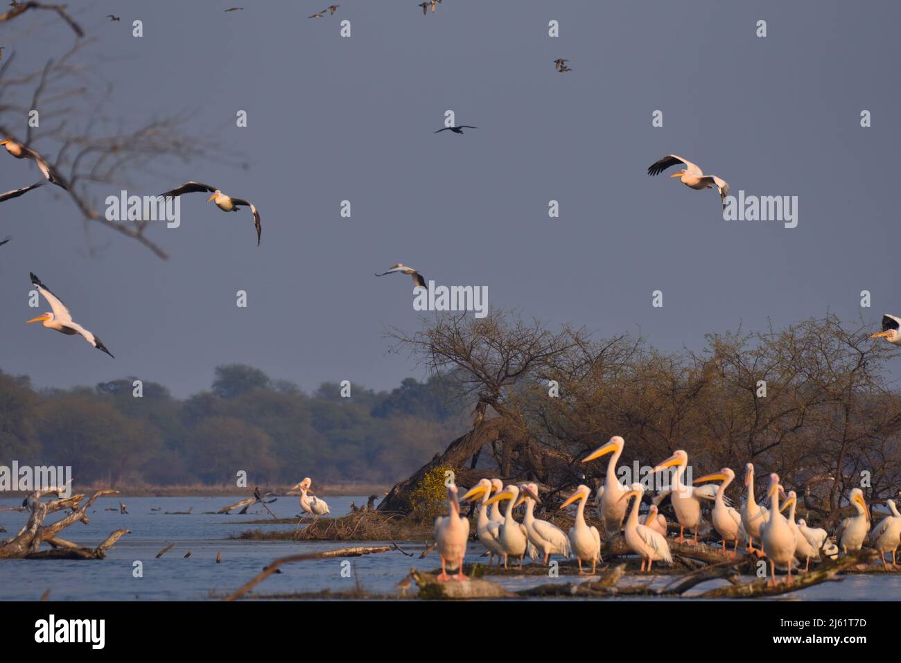 Pelicans in Keoladeo National Park stock photo Stock Photo - Alamy