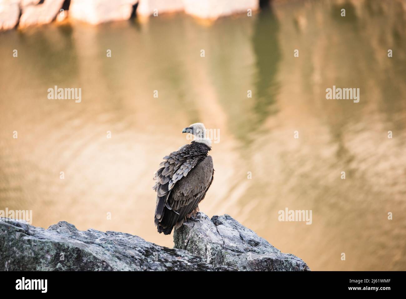 Vulture perching on rock in Monfrague National Park Stock Photo