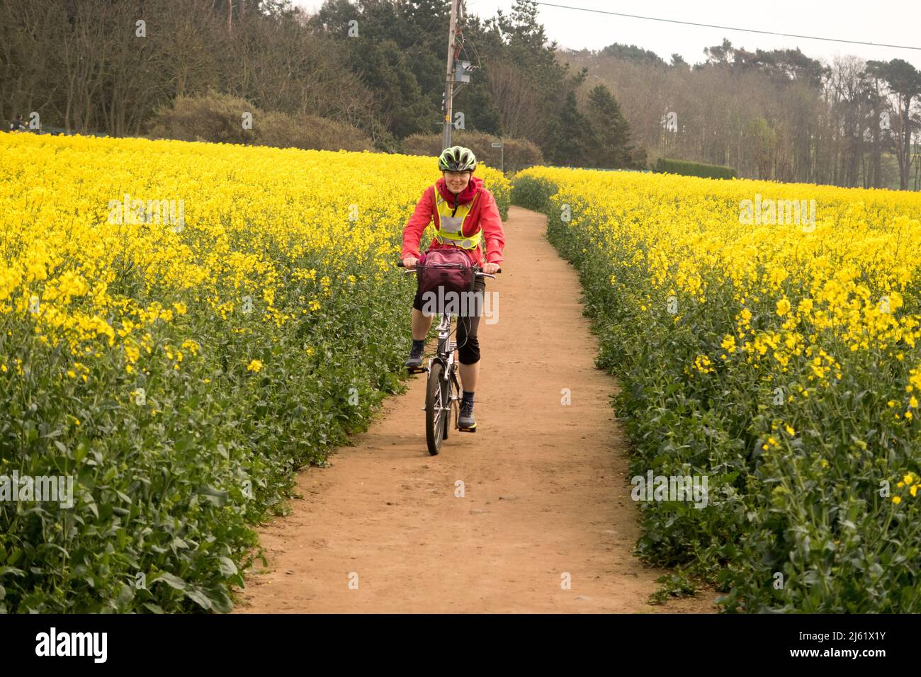 A woman cycling through a a field of rapeseed plants Stock Photo