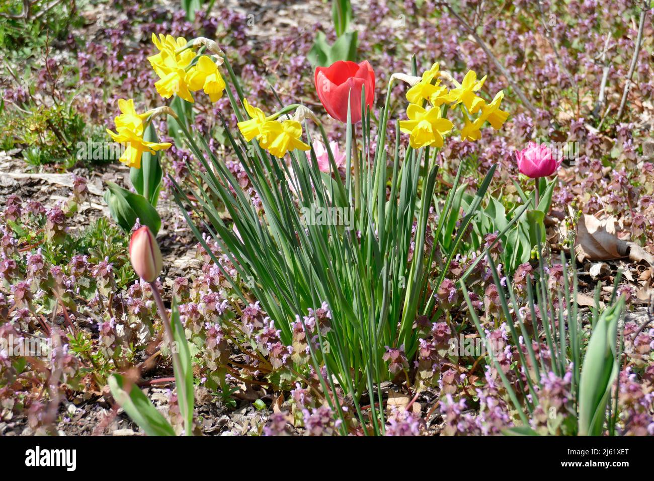Red and yellow flowering tulips and daffodils, closeup, Germany Stock Photo
