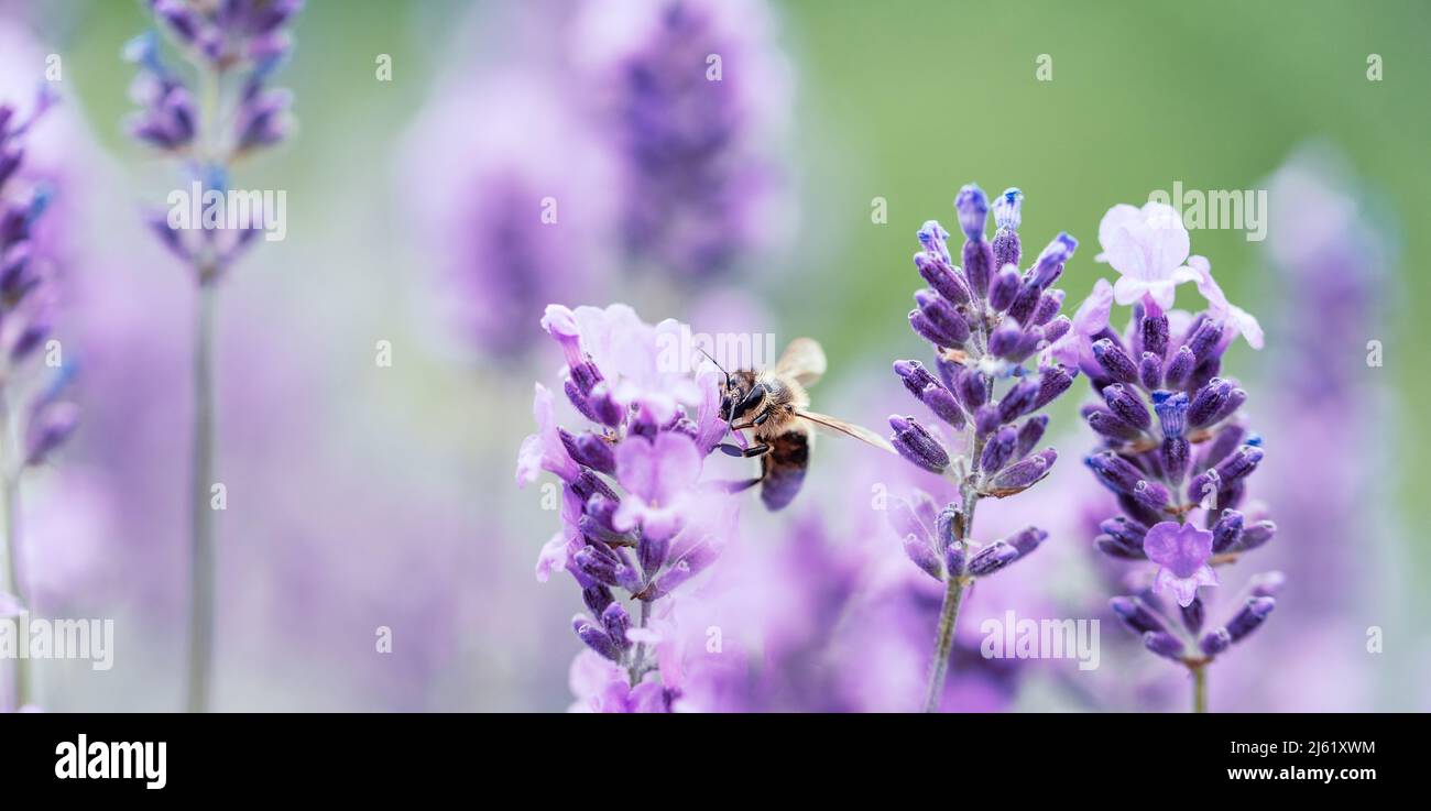 Honey bee pollinating lavender flowers. Plant decay with insects ...