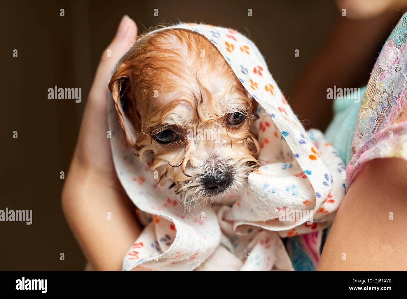 A Maltipoo Puppy after bathing in a towel on his head. Closeup
