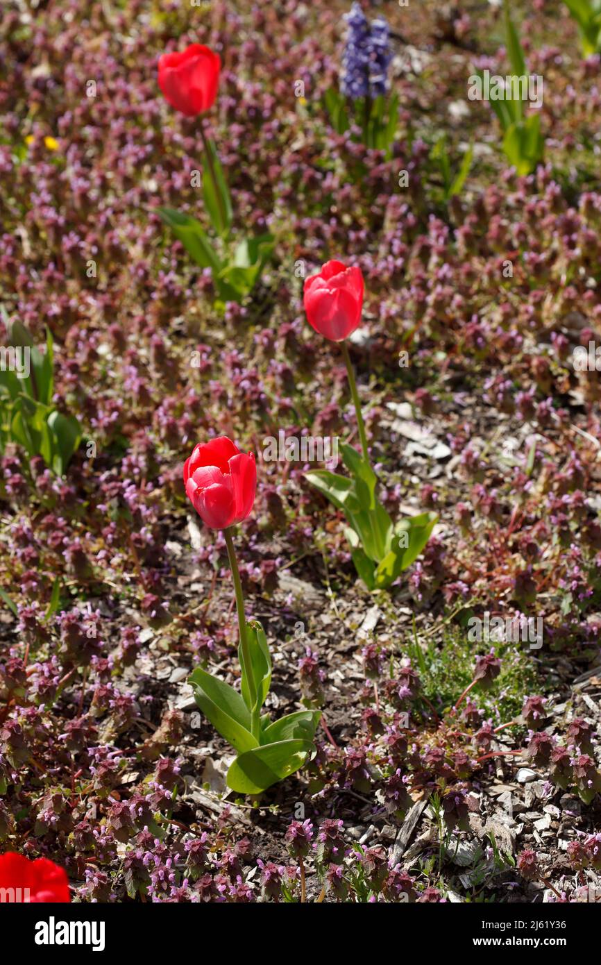 Red flowering tulips (Tulipa), closeup, Germany Stock Photo