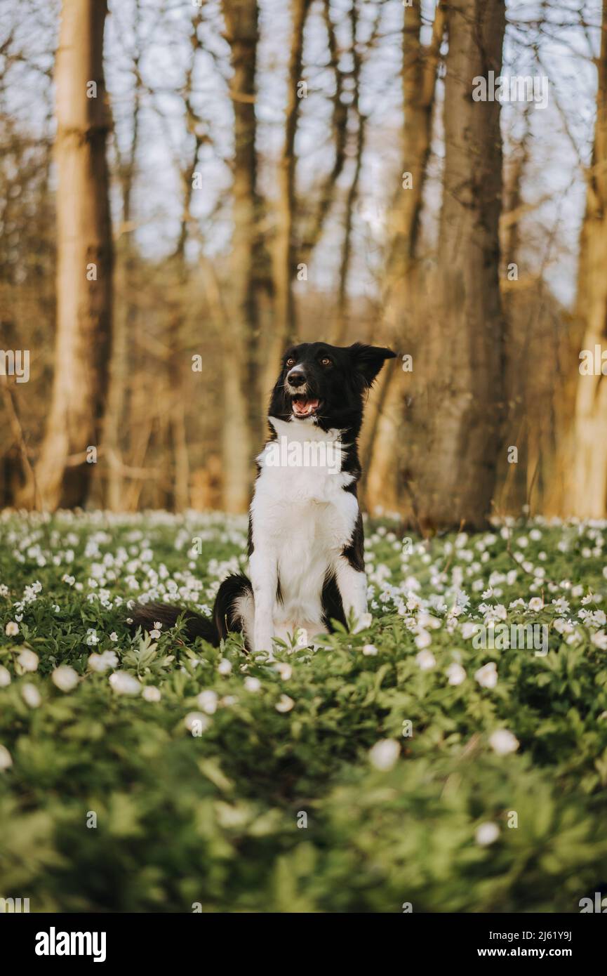 Border Collie sitting on grass in forest Stock Photo