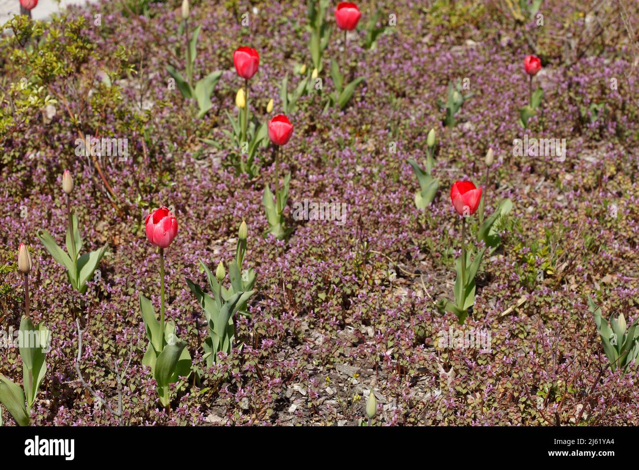 Red flowering tulips (Tulipa), closeup, Germany Stock Photo