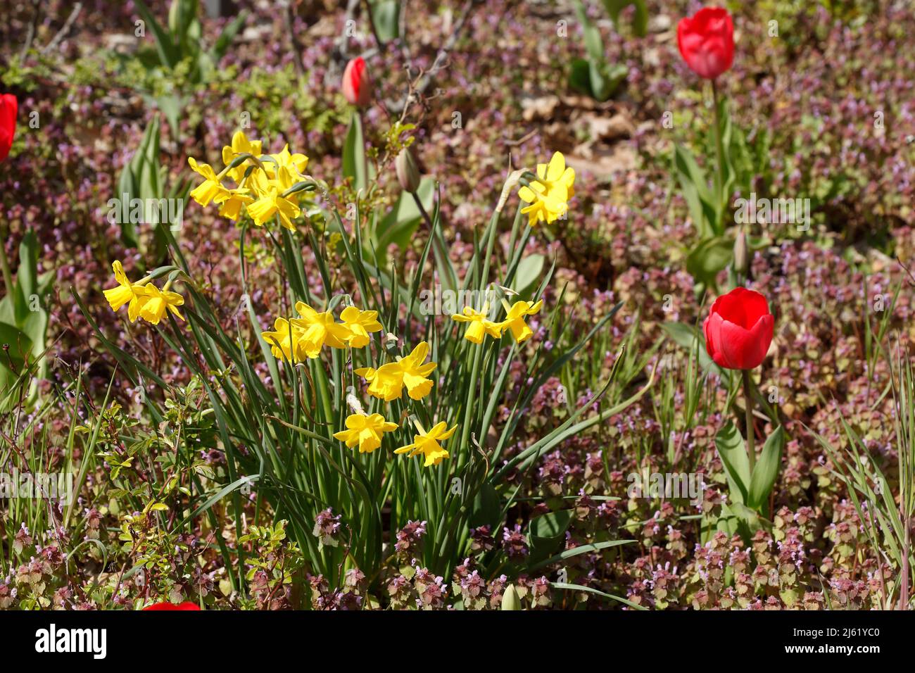 Red and yellow flowering tulips and daffodils, closeup, Germany Stock Photo