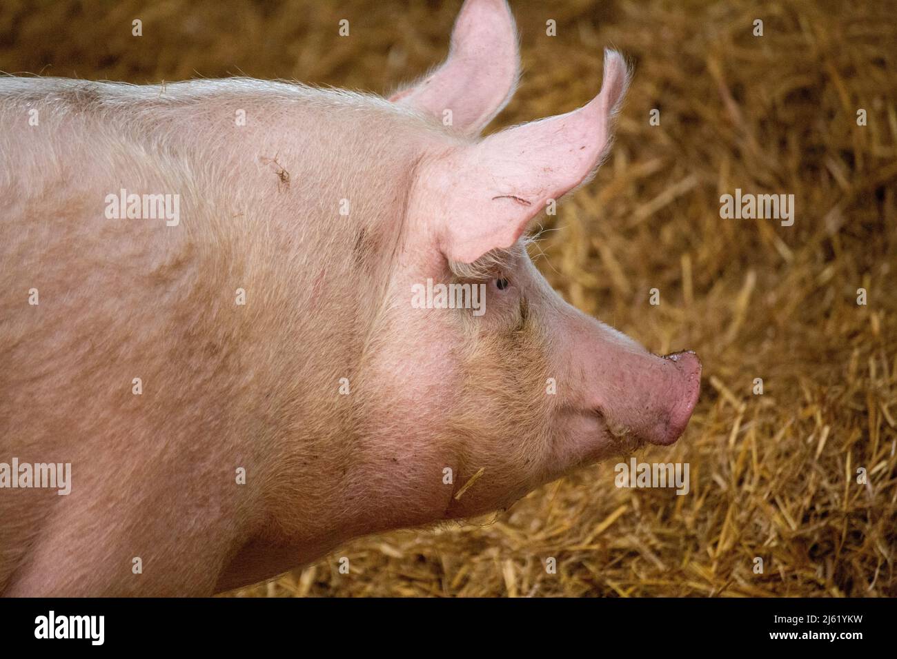 Species-appropriate pig husbandry with husbandry in stable groups of stalls, daylight, straw, individual feeding stalls and separate manure area Stock Photo