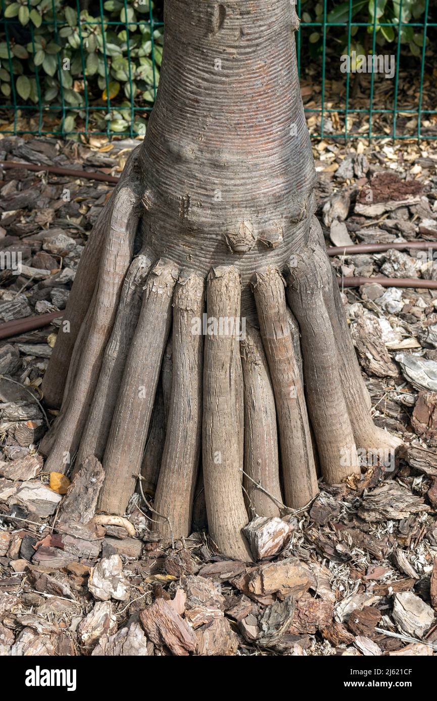 Compacted shallow tap roots of a palm tree Stock Photo