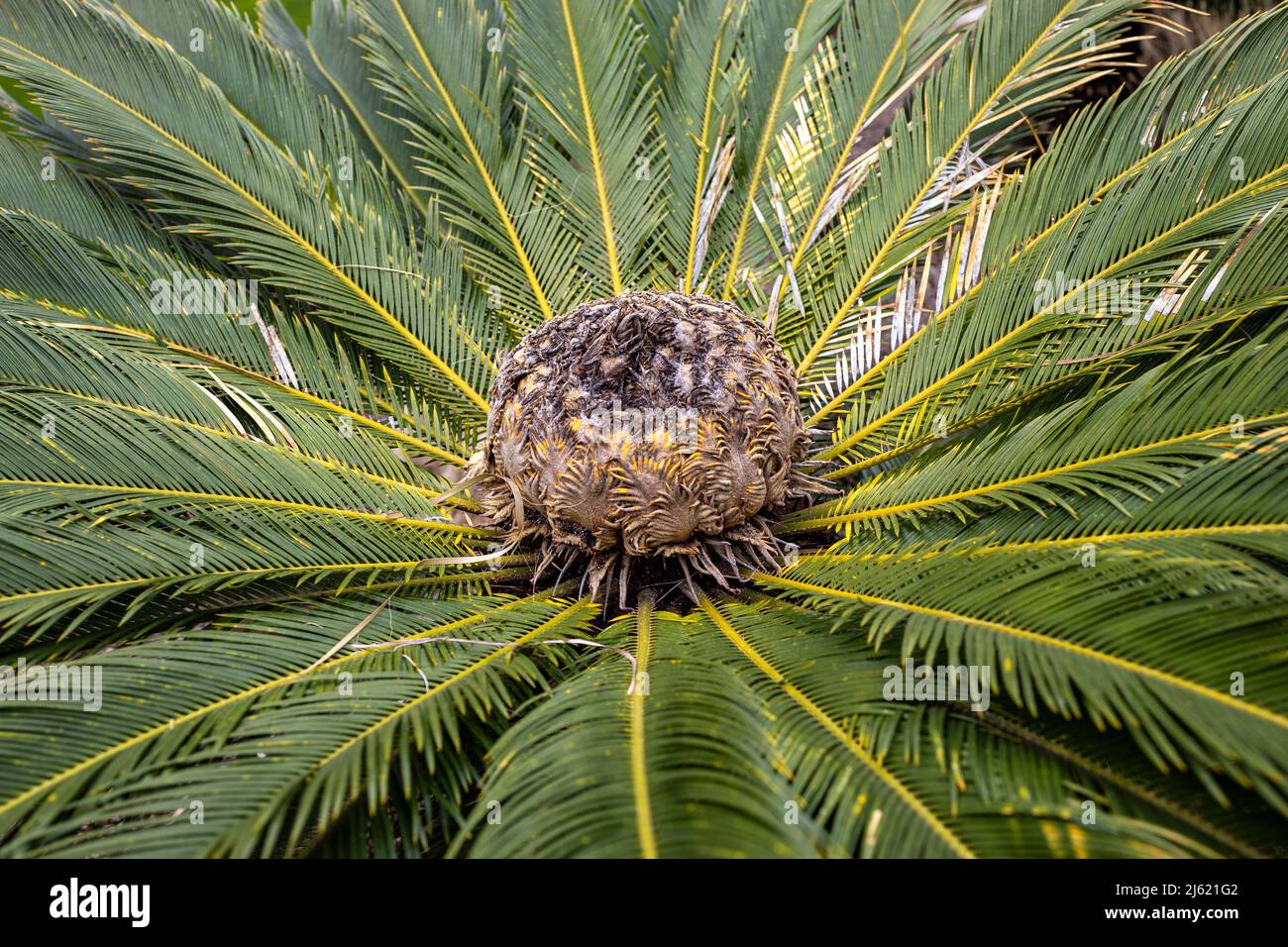 View of the centre of  a palm shrub Stock Photo