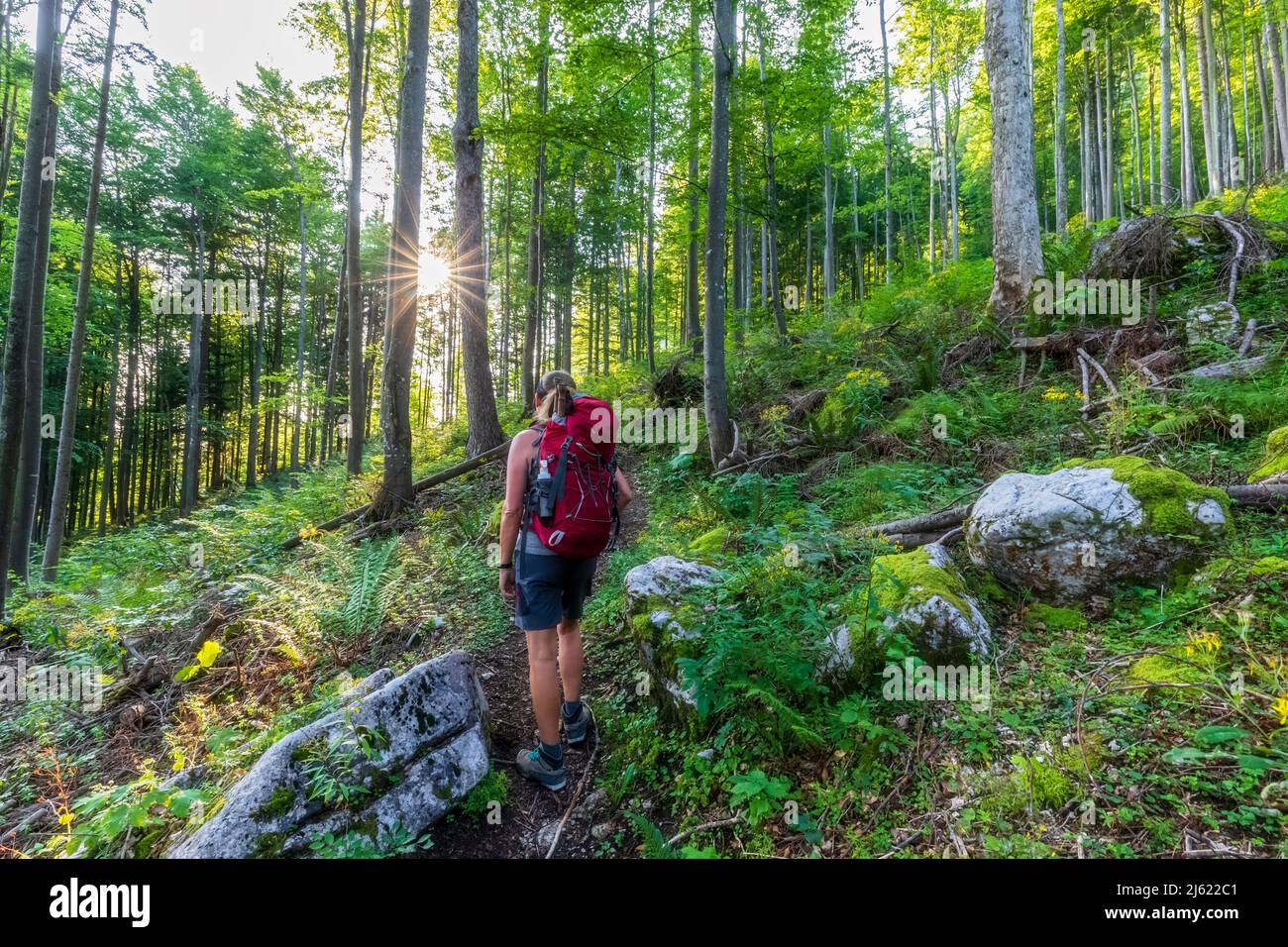 Hiker backpack forest hi-res stock photography and images - Alamy
