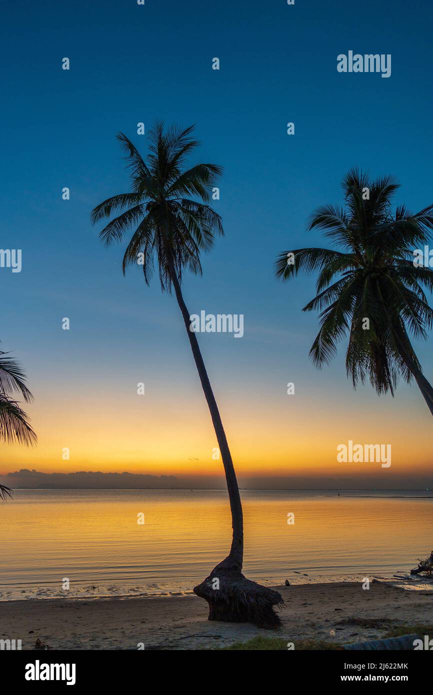 Coconut palm tree silhouette at sunset on tropical beach near sea water ...