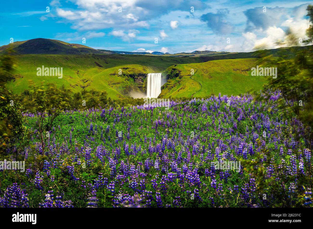 Skogafoss waterfall in southern Iceland with blooming flowers in the foreground Stock Photo