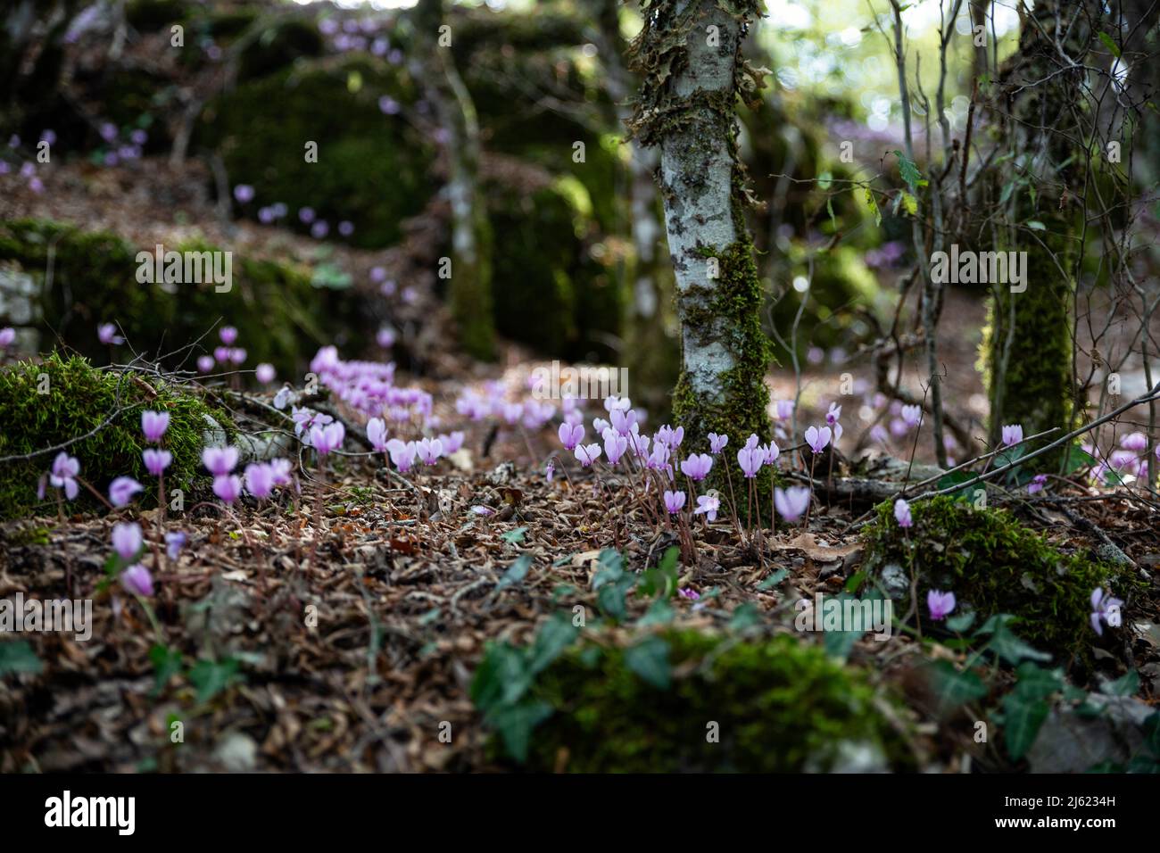Pink wildflowers hi-res stock photography and images - Alamy