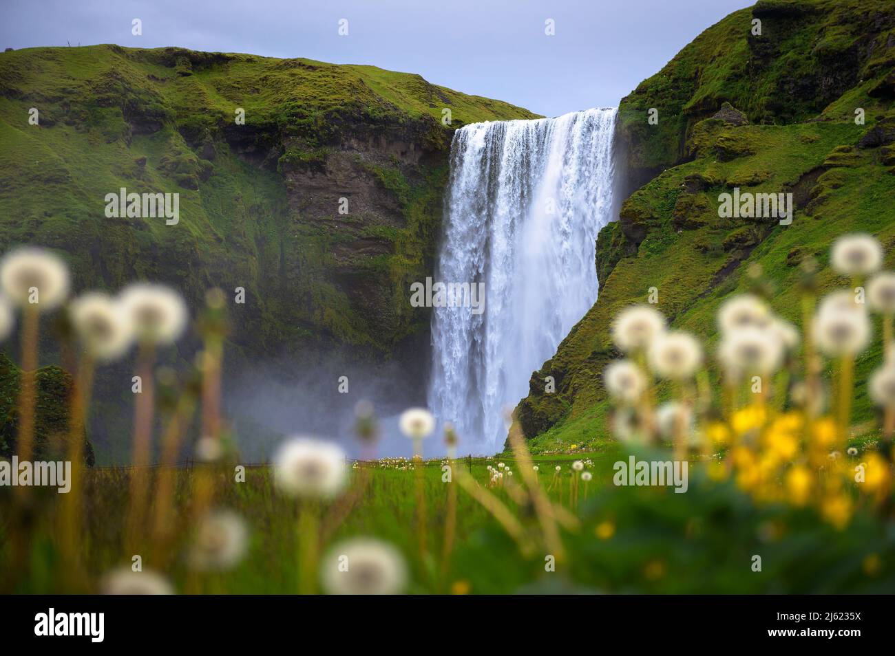 Skogafoss waterfall in Iceland with flowers in the foreground Stock Photo
