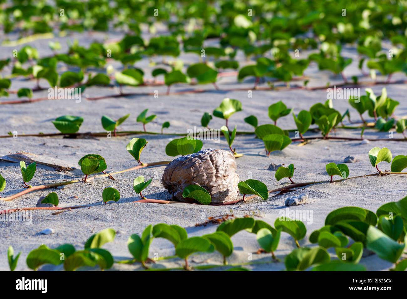 Green vines stretching across beach sand Stock Photo Alamy