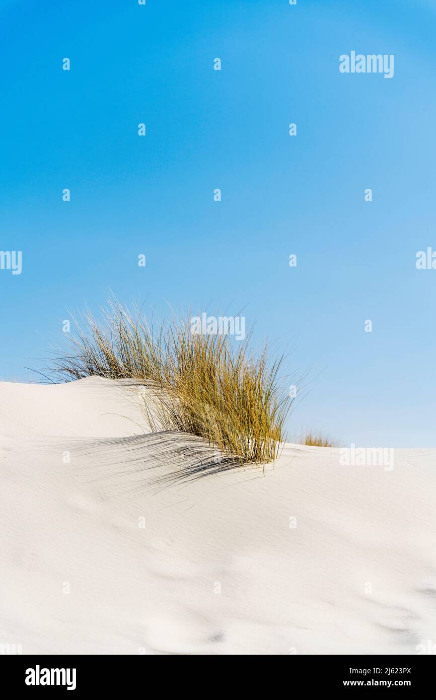 Sand dunes with plant under blue sky Stock Photo