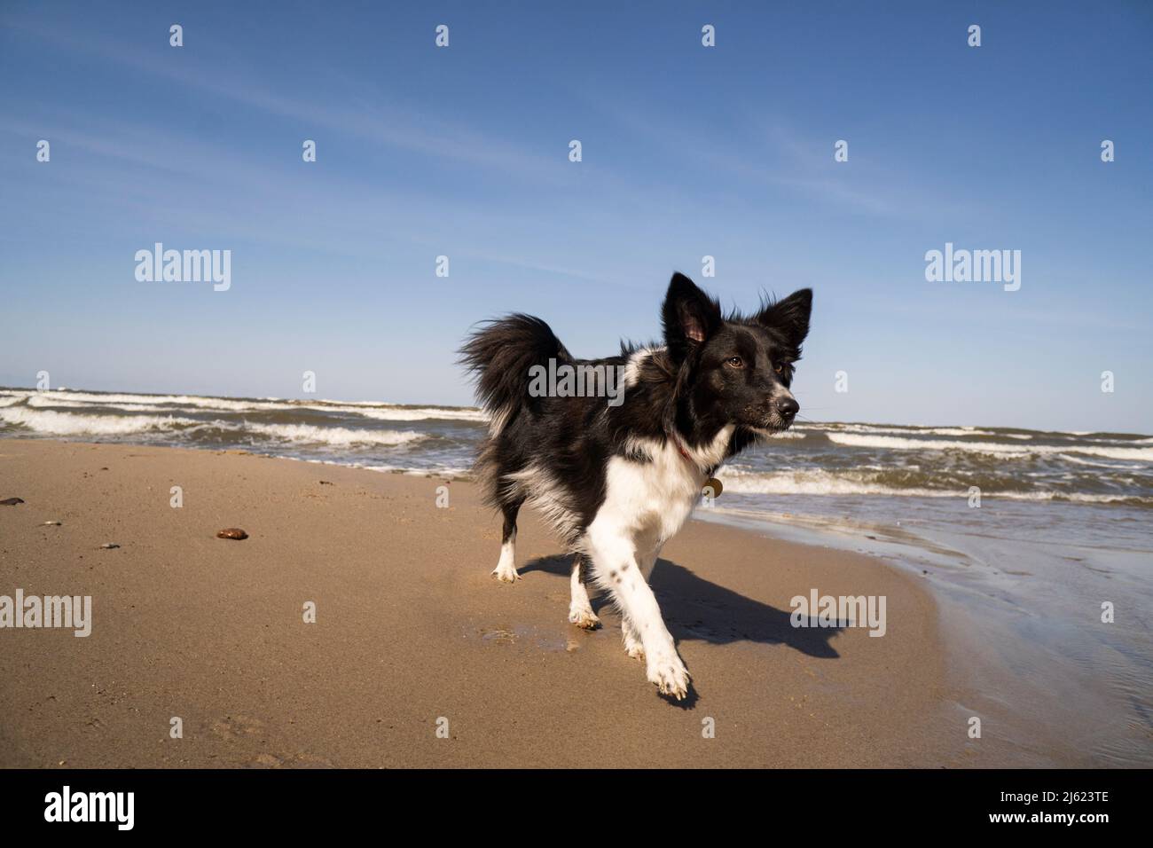Border collie dog walking on coastline at beach Stock Photo