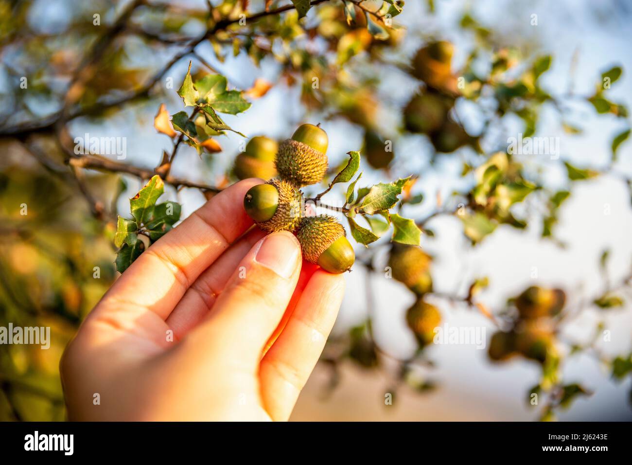 Acorn In Hand Person holding acorn hi-res stock photography and images - Alamy